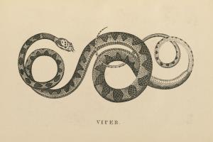 Vintage Viper #49041 Vintage Viper #49041