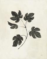 Botanical Study III #49721