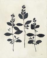 Botanical Study IV #49722