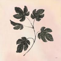Botanical Study III Blush #49726 Botanical Study III Blush #49726
