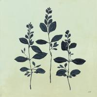 Botanical Study IV Sage #49728 Botanical Study IV Sage #49728
