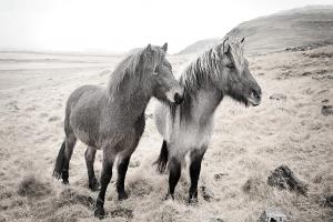 Bjarni and Imir I BW #49807