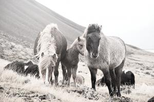 Horses of Hofn I BW #49811 Horses of Hofn I BW #49811