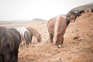 Horses of Hofn II #49812