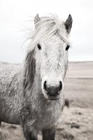 Heida I BW #49823 Heida I BW #49823