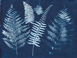 Nature By The Lake - Ferns I #50083
