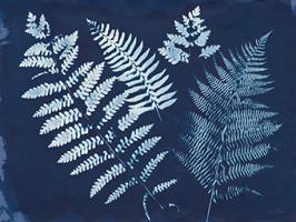 Nature By The Lake - Ferns II #50084 Nature By The Lake - Ferns II #50084