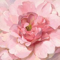 Blushing Peony #50143 Blushing Peony #50143