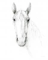Horse Sketch #50347 Horse Sketch #50347