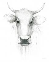 Cow Sketch #50348 Cow Sketch #50348