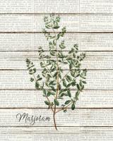 Marjoram #51188 Marjoram #51188