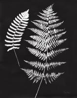 Nature by the Lake Ferns V Black Crop #51196 Nature by the Lake Ferns V Black Crop #51196