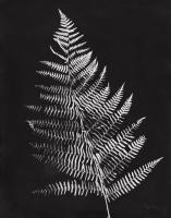 Nature by the Lake Ferns VI Black Crop #51198 Nature by the Lake Ferns VI Black Crop #51198