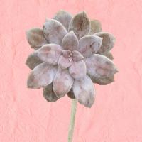 Succulent Pink #51344 Succulent Pink #51344