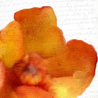 Bold Bloom 1 #51356 Bold Bloom 1 #51356