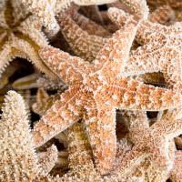 Starfish Beach 2 #51401