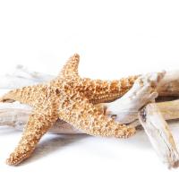 Starfish Beach 4 v2 #51403 Starfish Beach 4 v2 #51403