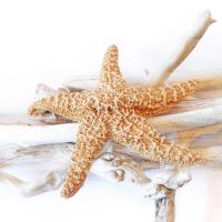 Starfish Beach 5 v2 #51404 Starfish Beach 5 v2 #51404