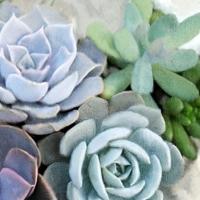 Succulent Garden 2 #51472 Succulent Garden 2 #51472