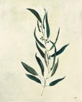 Botanical Study VI #51538 Botanical Study VI #51538