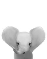 BABY ELEPHANT #51574 BABY ELEPHANT #51574