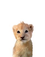 BABY LION #51576 BABY LION #51576