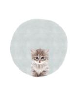 Baby Circle Kitten #51593 Baby Circle Kitten #51593