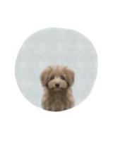 Baby Circle Puppy #51595 Baby Circle Puppy #51595
