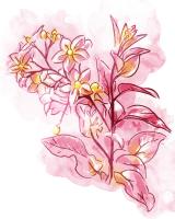 Water Inked Florals #51803 Water Inked Florals #51803