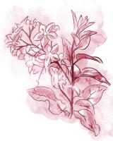 Water Inked Florals Blush #51805 Water Inked Florals Blush #51805