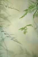 Soft Adagio 1 #51837 Soft Adagio 1 #51837