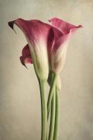 Calla Lily Pink #51841 Calla Lily Pink #51841