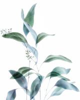 Gentle Botanical 1 #51842 Gentle Botanical 1 #51842