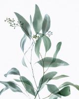 Gentle Botanical 3 #51844 Gentle Botanical 3 #51844