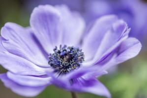 Springanemone II #51846 Springanemone II #51846