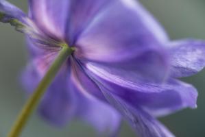 Springanemone V #51847 Springanemone V #51847