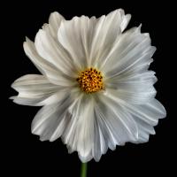 Daisy White 1 #51855 Daisy White 1 #51855