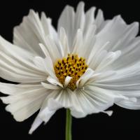Daisy White 2 #51856 Daisy White 2 #51856