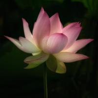 Illumination 1 #51857 Illumination 1 #51857