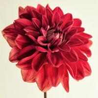 Mum Rouge #51859 Mum Rouge #51859