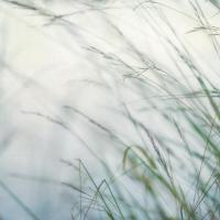 Bluffgrass I #51865
