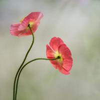 Two Poppies #51867 Two Poppies #51867