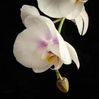 White Orchids 3 #51870 White Orchids 3 #51870