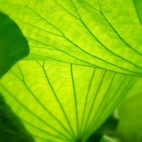 Vivid Green 2 #51872 Vivid Green 2 #51872