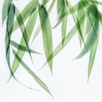 Swaying Bamboo 1 #51873 Swaying Bamboo 1 #51873