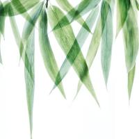 Swaying Bamboo 2 #51874 Swaying Bamboo 2 #51874