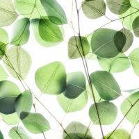 Verdant Leaves 1 #51875 Verdant Leaves 1 #51875