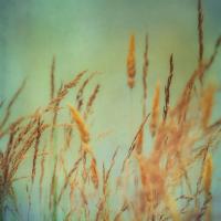 Prairie Grass 1 #51879 Prairie Grass 1 #51879