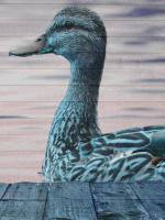 Aqua Duck #51891 Aqua Duck #51891