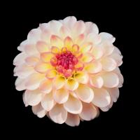 Dahlia 1 #52007 Dahlia 1 #52007